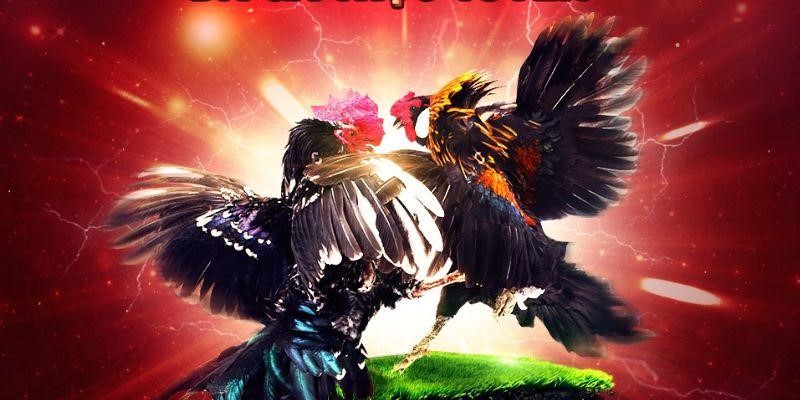 Vì sao app đá gà Df999 được nhiều người lựa chọn?